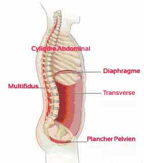 gainage-core-stability-cyclindre-abdominal