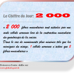 2 000 fibres musculaires sont activées par une seule cellule nerveuse lors de la contraction musculaire du quadriceps de la cuisse.  Dans le cas de mouvements plus minimes tels que les mimiques du visage, 1 cellule nerveuse n’active que 2 fibres musculaires