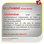Glutamine acide aminé antioxydant